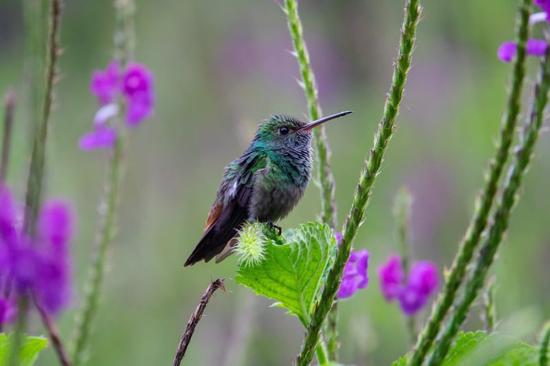 Biodiversity