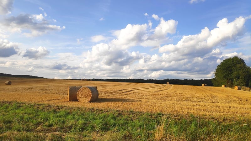 Harvest Timing