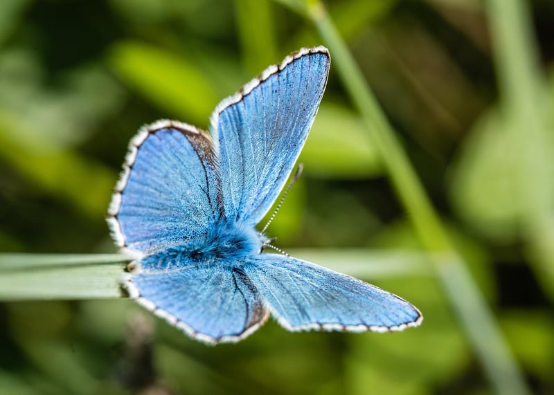 Biodiversity in Nature