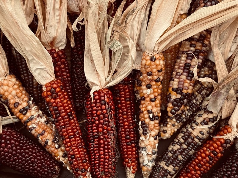 Harvest