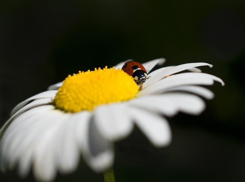 Ladybug
